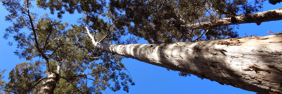 TreeInSky